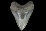 Serrated, Fossil Megalodon Tooth - Georgia #76505-1